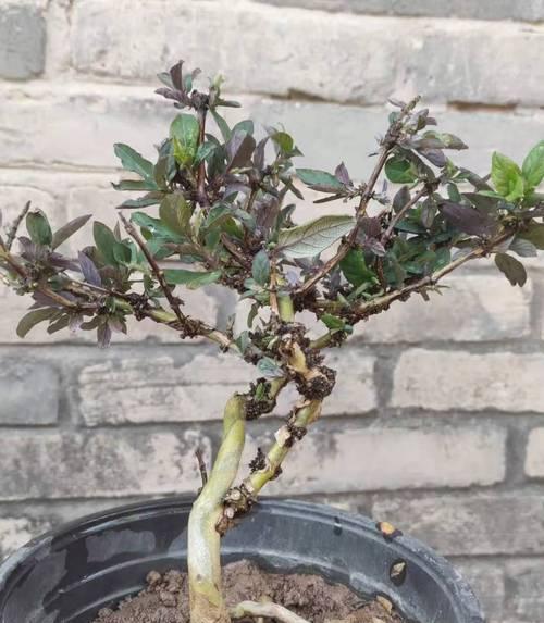 盆栽金银花的种植方法和时间（打造美丽室内景观，让家中更加舒适）