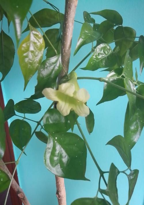 发财树开花全解析（花色变化、花期长短、养护技巧一网打尽）
