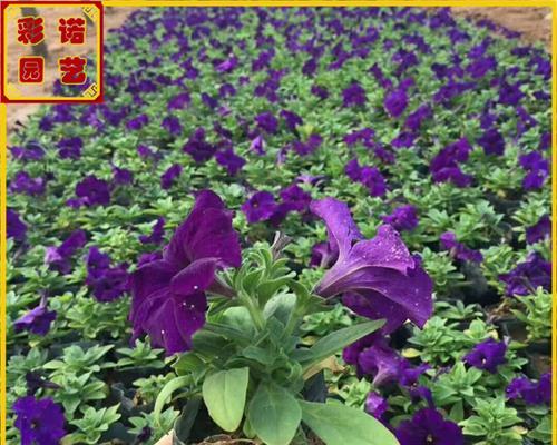 牵牛花苗倒的原因（探究牵牛花苗倒的因素及解决方法）