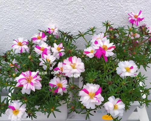 从花籽到太阳花——种植太阳花花籽的技巧（太阳花的生长周期和注意事项）