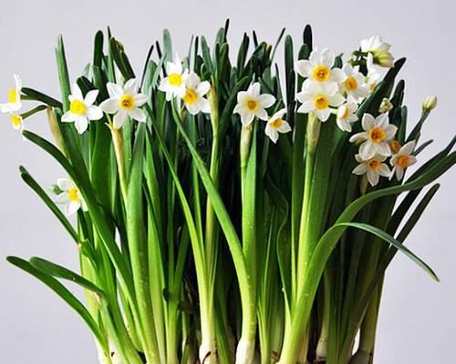 水仙花水养之道（打造清新花海，享受自然气息）
