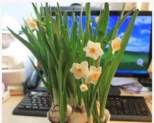 水仙花水养之道（打造清新花海，享受自然气息）