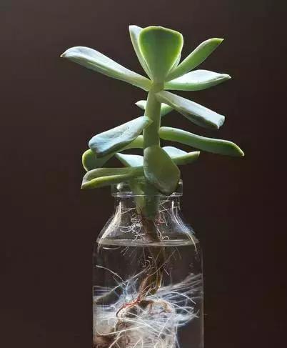水培玉树（简单易学，让你在家也能种出玉树的小窍门）