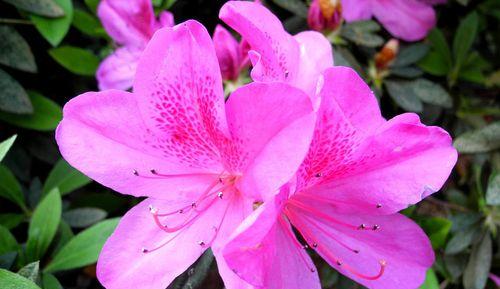杜鹃花的象征意义（探究杜鹃花背后的美丽与哲理）