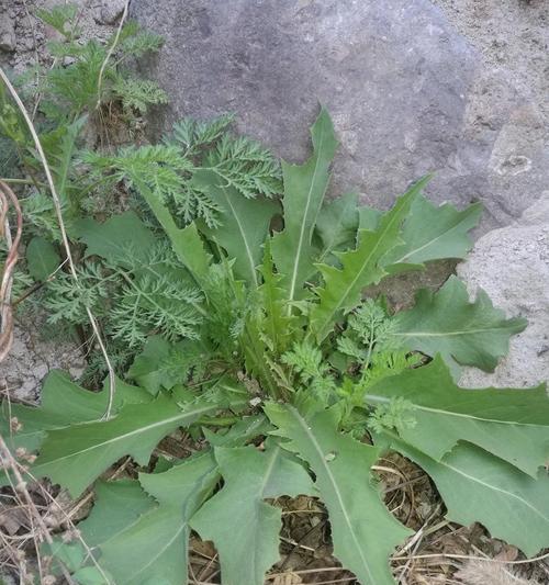 苦苣菜与蒲公英的区别（如何辨别苦苣菜与蒲公英，了解它们的不同）