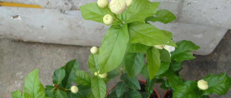 双色茉莉的养殖方法及技术（打造花园美景，如何培育双色茉莉）