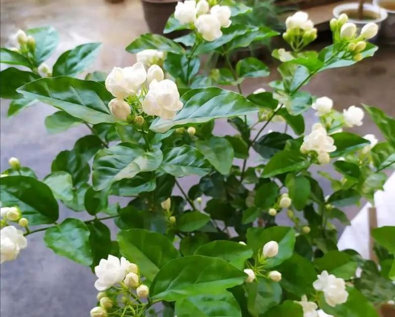 双色茉莉的养殖方法及技术（打造花园美景，如何培育双色茉莉）