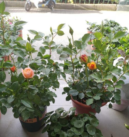 夏季室内花卉养护指南（室内花卉选择大全）