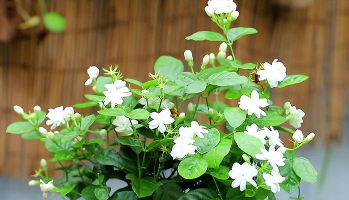 夏季室内花卉养护指南（室内花卉选择大全）