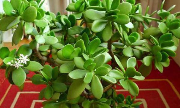 夏季室内花卉养护指南（室内花卉选择大全）