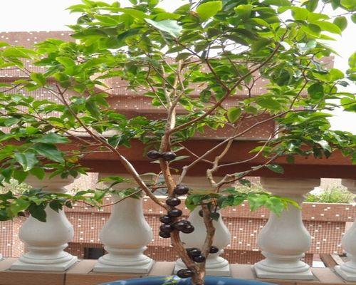葡萄盆栽的种植与养护方法（一步步教你打造属于自己的葡萄园）