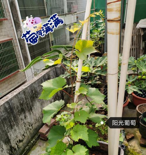 葡萄盆栽的种植与养护方法（一步步教你打造属于自己的葡萄园）