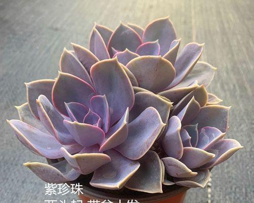 盘点紫珍珠多肉的养护技巧（从生长环境到繁殖方法，全面了解紫珍珠多肉）