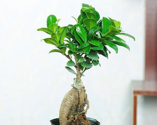 如何养护人参榕树盆景（打造美丽生态空间，）