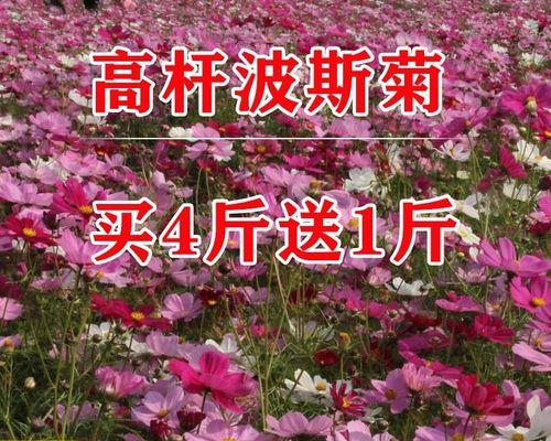 格桑花种子的种植方法（步步为营，秋收春种，做好前期准备，培育出绚丽花海）