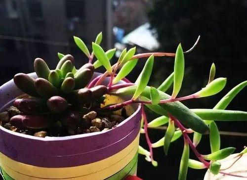 多肉植物养殖技巧（用心呵护，让多肉成为家中的“小可爱”）