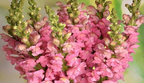 金鱼草花期介绍（金鱼草开花时间和花语）