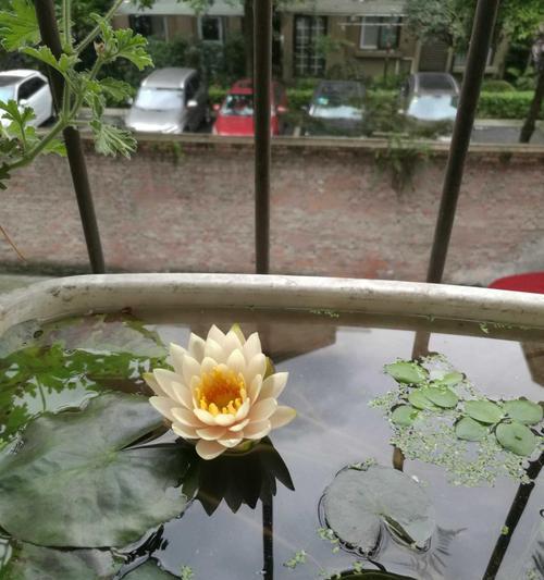 如何培养睡莲开花（打造美丽水上园林中的睡莲之美）
