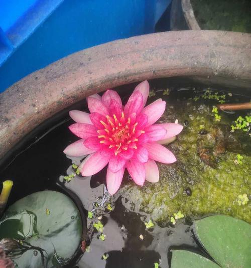 如何培养睡莲开花（打造美丽水上园林中的睡莲之美）