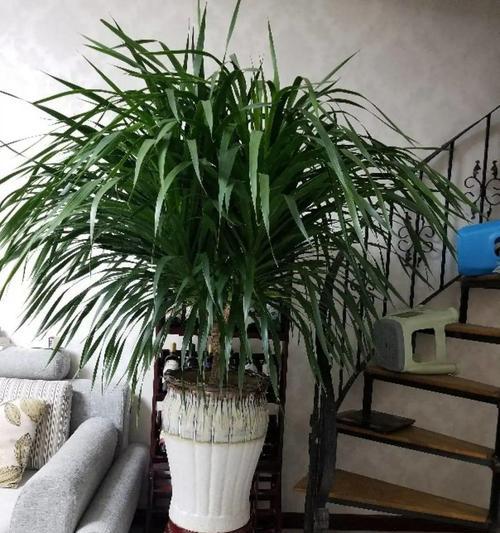 客厅风水之花与植物（打造风水宜人的客厅空间，这些植物不能错过）