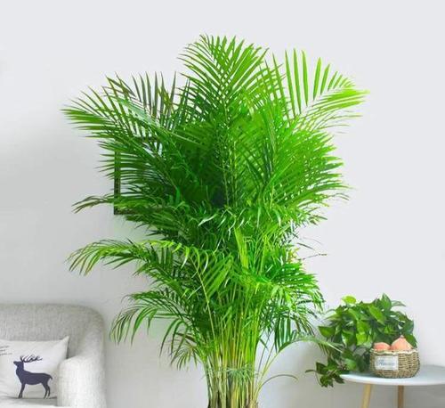 客厅风水之花与植物（打造风水宜人的客厅空间，这些植物不能错过）