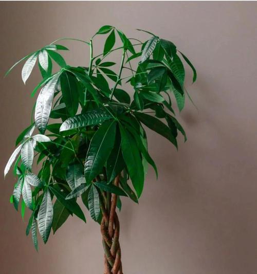客厅风水之花与植物（打造风水宜人的客厅空间，这些植物不能错过）
