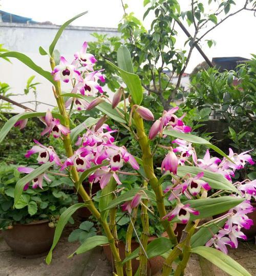 鼓槌石斛的种植方法（了解这些技巧，让你轻松种植鼓槌石斛）