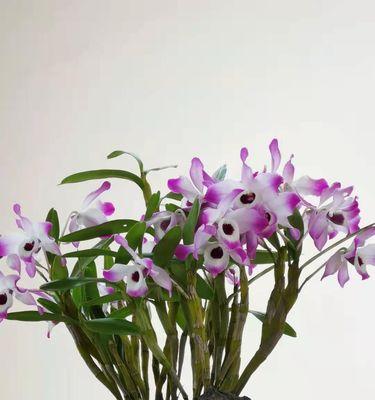 鼓槌石斛的种植方法（了解这些技巧，让你轻松种植鼓槌石斛）