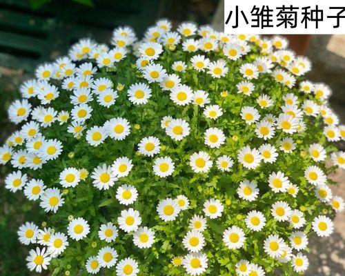 小雏菊开花时间解析（生长环境与品种决定开花时刻）