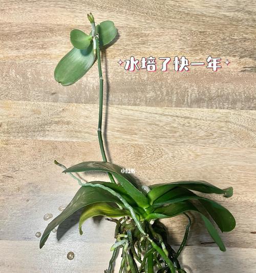 开花的蝴蝶兰可以水培吗？（探究开花蝴蝶兰的水培方法）