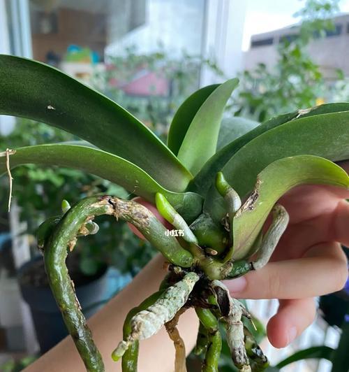 开花的蝴蝶兰可以水培吗？（探究开花蝴蝶兰的水培方法）