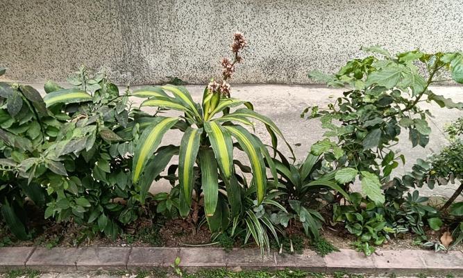 揭秘巴西铁树开花的征兆（探寻铁树花海背后的秘密，巴西铁树开花这一奇观）