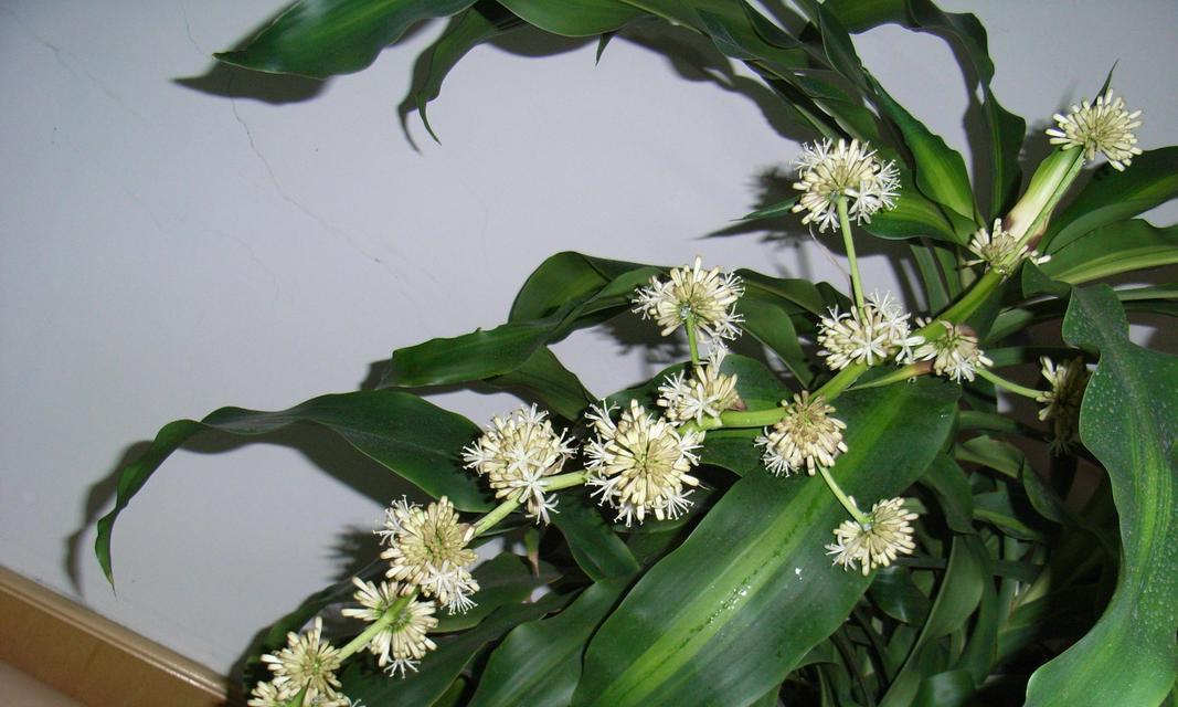 揭秘巴西铁树开花的征兆（探寻铁树花海背后的秘密，巴西铁树开花这一奇观）