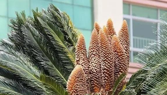 揭秘巴西铁树开花的征兆（探寻铁树花海背后的秘密，巴西铁树开花这一奇观）