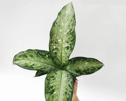 绿植大全（探索生态多样性，打造家居天堂）