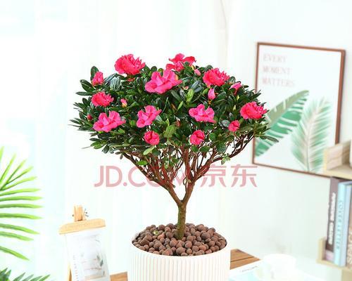 盆养杜鹃花的繁殖方法（从种子到嫁接，助你打造美丽花园）