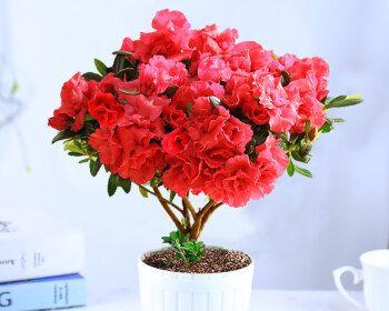 盆养杜鹃花的繁殖方法（从种子到嫁接，助你打造美丽花园）