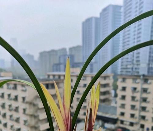 如何成功栽培兰草花（从选购到养护全方位指导，实现兰草花的美丽绽放）