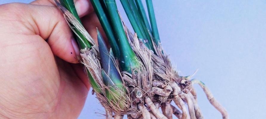 如何成功栽培兰草花（从选购到养护全方位指导，实现兰草花的美丽绽放）