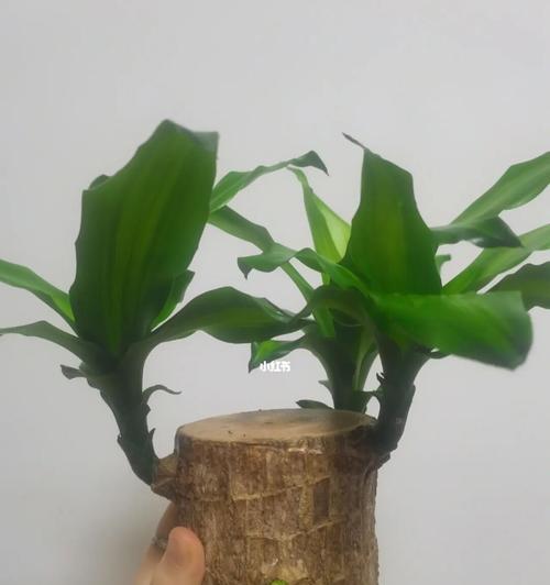 巴西木养护指南（了解巴西木的生长环境，科学养护你的绿色植物）