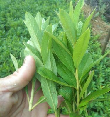 杜鹃花移植全攻略（从准备土壤到养护技巧，让你轻松移植杜鹃花）