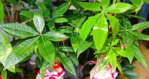 如何养护发财树，让它茂盛生长？（秘诀揭秘，让你的发财树更加茂盛）