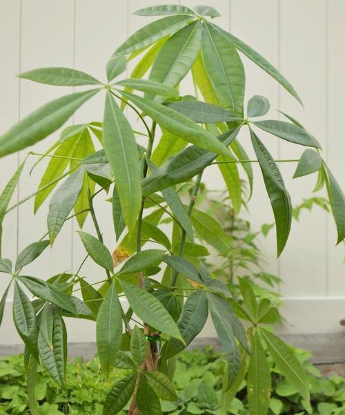 如何养护发财树，让它茂盛生长？（秘诀揭秘，让你的发财树更加茂盛）