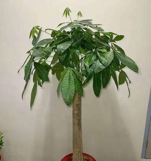 如何养护发财树，让它茂盛生长？（秘诀揭秘，让你的发财树更加茂盛）