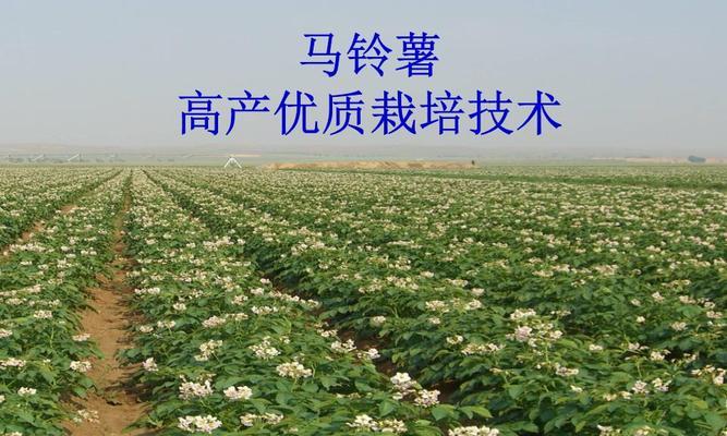 如何种植马铃薯——简单实用的栽培技巧（马铃薯栽培，从播种到收获全攻略）