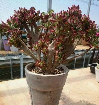 多肉植物老桩养护指南（如何使多肉植物老桩更加茂盛）