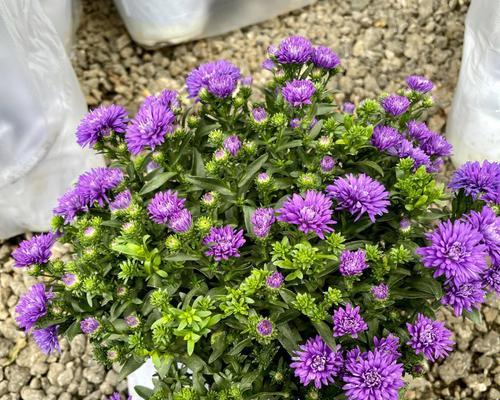 如何在花瓶里养活雏菊（打造居家美景，花好月圆）