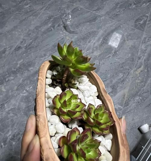 多肉植物种植新手教程（了解多肉植物的基本知识，成为多肉植物种植的专家）