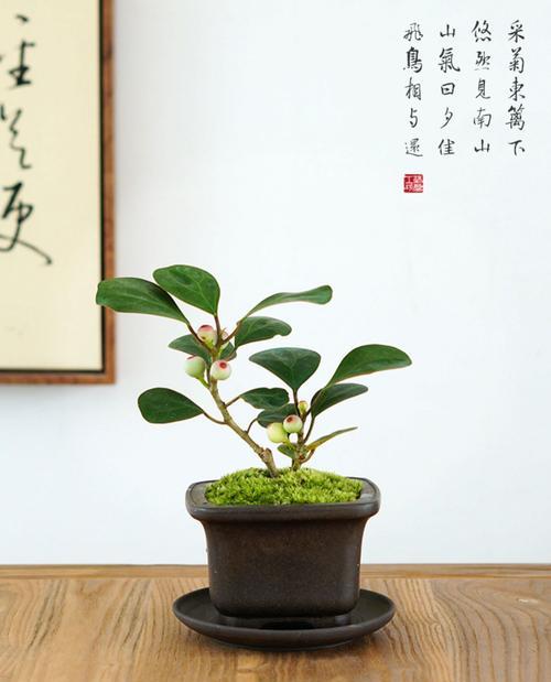 如何成功养殖菩提树盆栽？（掌握这些方法，让你的菩提树常青常美）