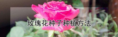 如何成功种植美丽的玫瑰花（从选种到养护，教你全方位打造花园里的玫瑰花海）